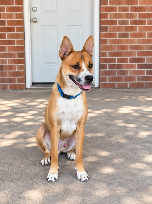 Photo of Mesa Mikey, adoptable German Shepherd Dog in MIDWAY, Utah