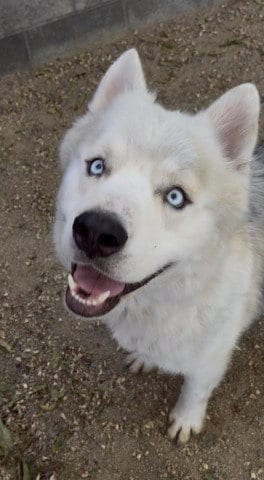 Photo of Crescent, adoptable Siberian Husky in Redlands, California