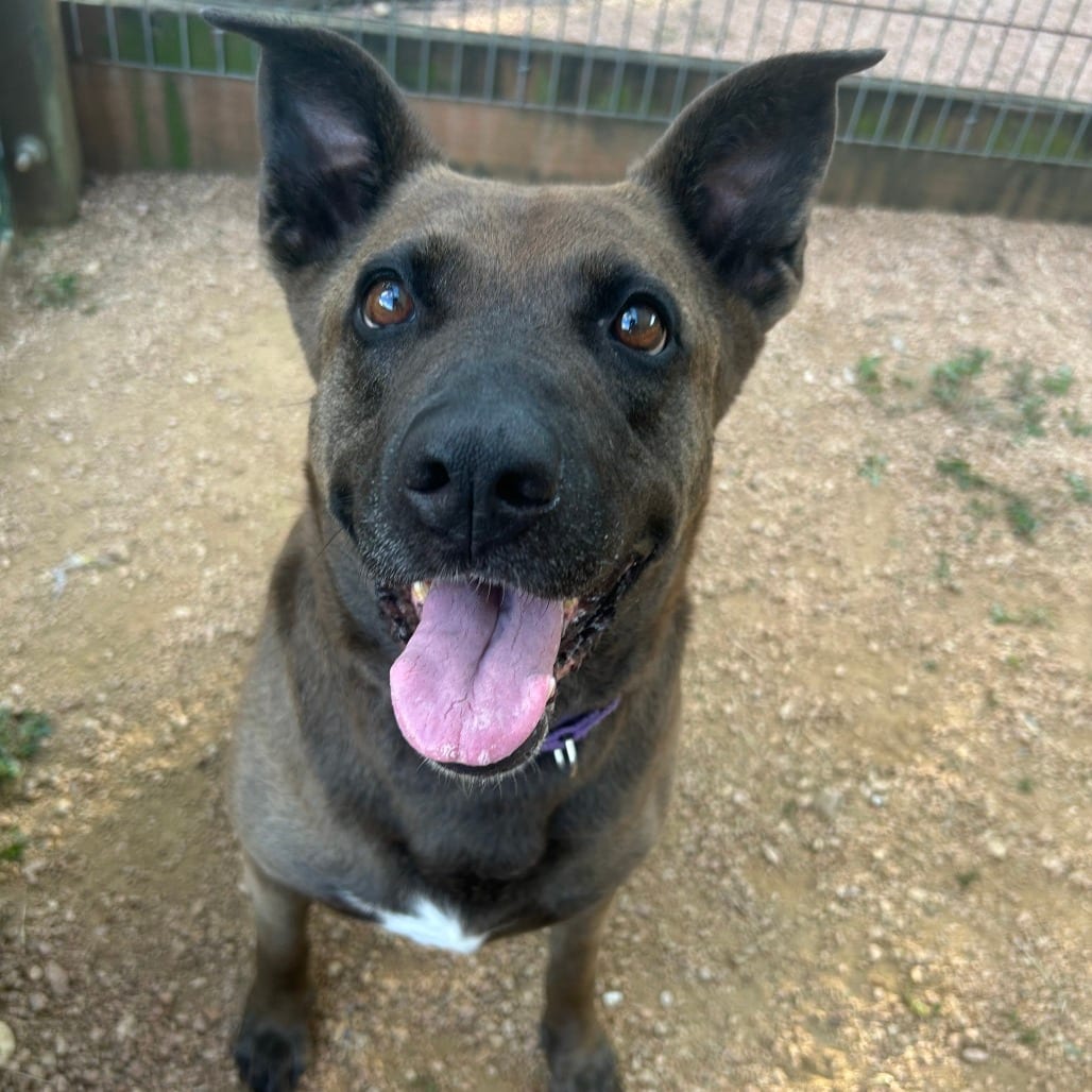 Photo of Coco, adoptable Shepherd / Mix in Houston, Texas