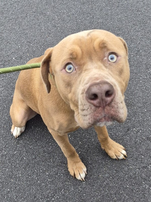 Photo of Frank, adoptable Pit Bull cross in Lawrenceville, Georgia