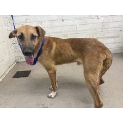 Photo of Ziggy, adoptable German Shepherd Dog in San Bernardino, California