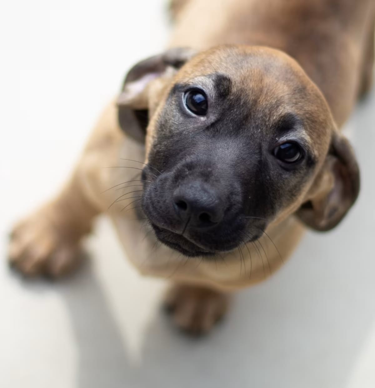Photo of Newbie 22433, adoptable Basset Hound/Labrador Retriever in Cumming, Georgia