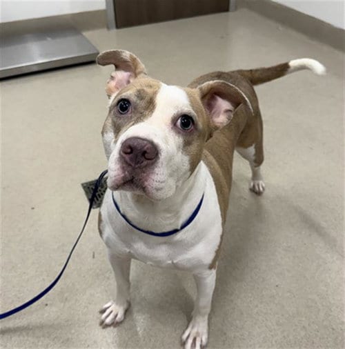 Photo of Aries, adoptable American Pit Bull Terrier in Baytown, Texas