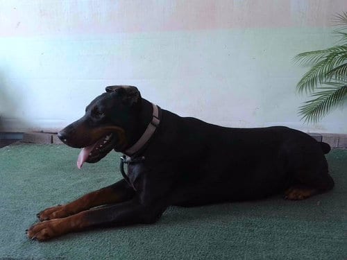 Photo of Teresa, adoptable Doberman Pinscher in Baldwin Park, California
