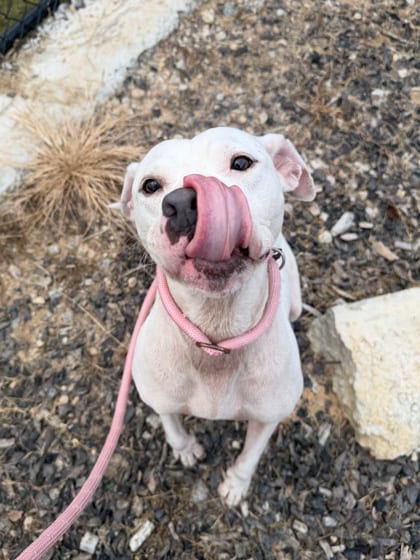 Photo of Ivory, adoptable dog in Atlanta, Georgia