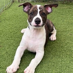 Photo of Penny 5089, adoptable Terrier (Unknown Type, Medium) in Loxahatchee, Florida