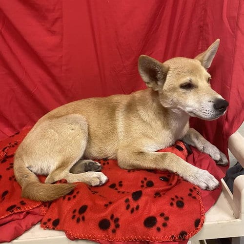 Photo of A614868, adoptable Shiba Inu in Modesto, California