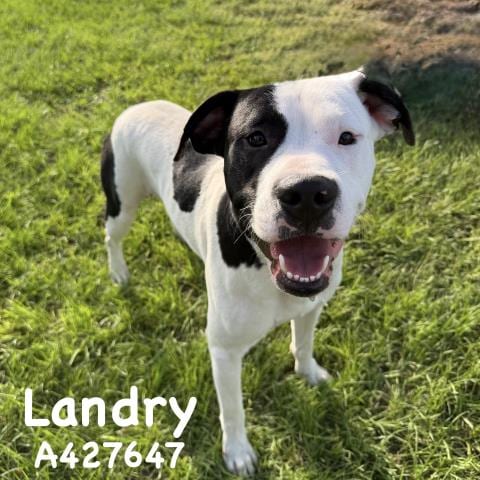 Photo of Landry, adoptable Pit Bull Terrier in Conroe, Texas