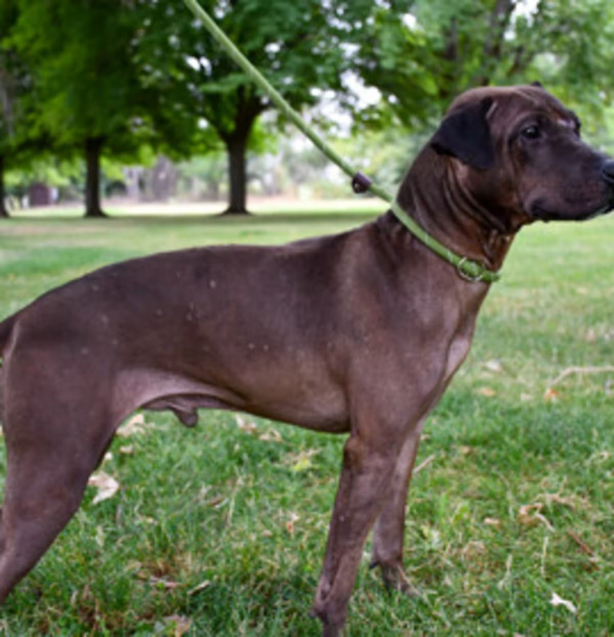 Photo of Bully, adoptable American Pit Bull Terrier in Yakima, Washington