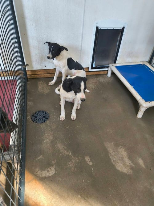 Photo of Salem, adoptable Unknown breed (short coat) in Stover, Missouri