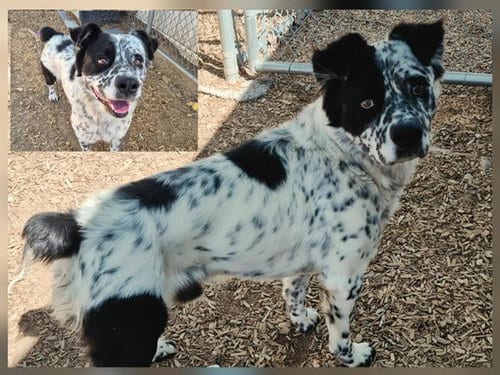Photo of Bob, adoptable Australian Shepherd in Albuquerque, New Mexico
