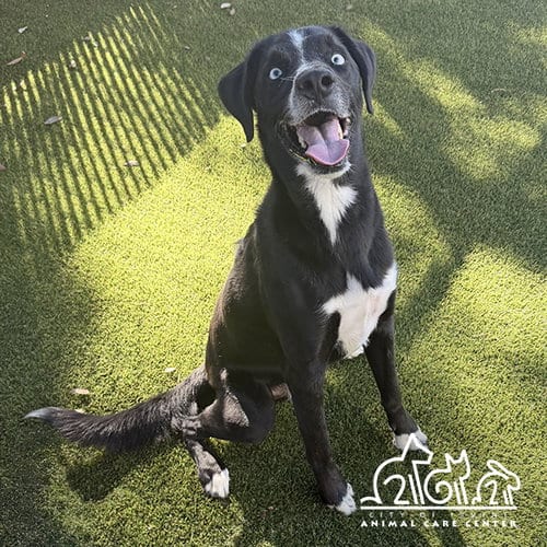 Photo of Beau, adoptable Labrador Retriever in Irvine, California