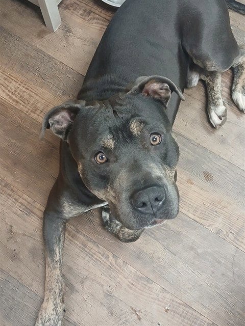 Photo of Zion, adoptable American Pit Bull Terrier in Albuquerque, New Mexico