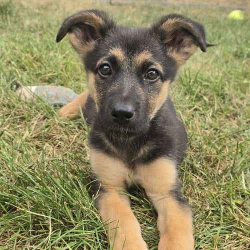 Photo of Quibble, adoptable German Shepherd Dog in St. Paul, Minnesota