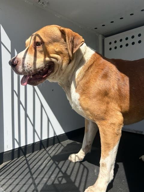Photo of A171703, adoptable Pit Bull Terrier in Bakersfield, California