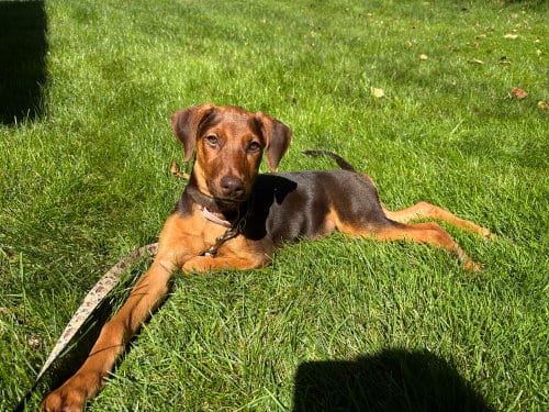 Photo of Ivy (Briar's Litter), adoptable Doberman Pinscher in Brewster, New York