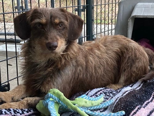 Photo of Beans, adoptable Dachshund in Palatka, Florida