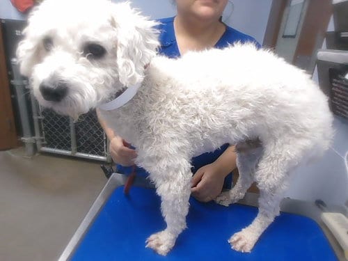 Photo of Cheese, adoptable Poodle (Miniature) in Phoenix, Arizona