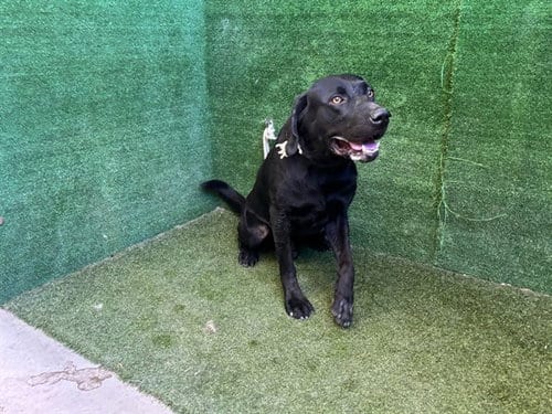 Photo of Biggie, adoptable Labrador Retriever in Lancaster, California