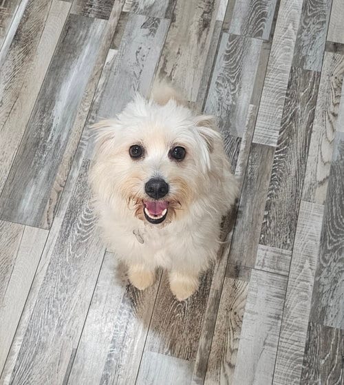 Photo of Luna - All she wants is a quiet home, adoptable Shih Tzu in Oakhurst, New Jersey