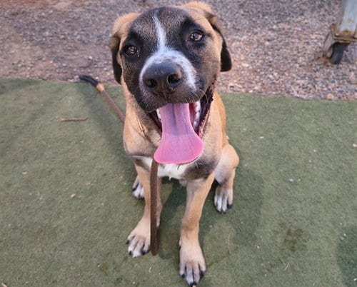 Photo of Nemo, adoptable Mastiff in Phoenix, Arizona