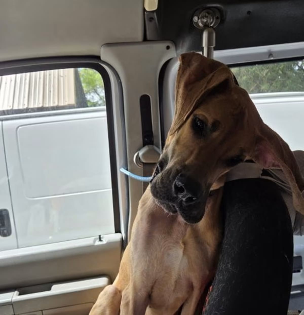 Photo of MARMADUKE 'DUKE', adoptable Great Dane in Woodsfield, Ohio