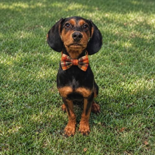 Photo of Ruger, adoptable Black and Tan Coonhound in Clinton Township, Michigan