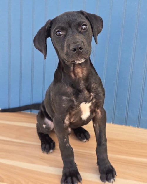 Photo of Philly, adoptable Labrador Retriever in Sedalia, Colorado
