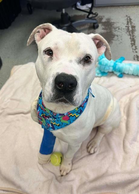 Photo of Abominable Snowman, adoptable Pit Bull Terrier in Stockton, California
