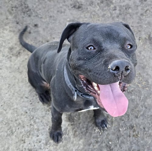 Photo of Tap Tap, adoptable Pit Bull Terrier in Riverside, California