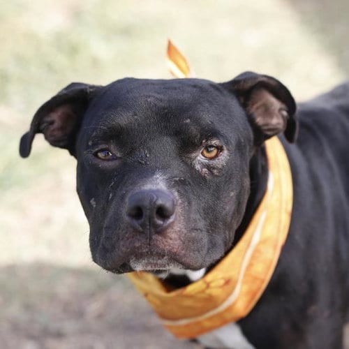 Photo of Atlas, adoptable American Staffordshire Terrier in San Antonio, Texas
