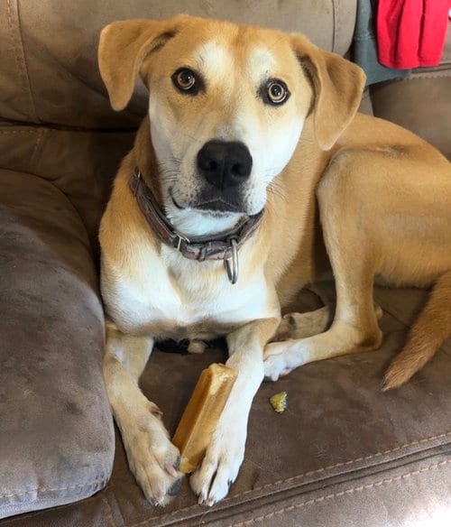 Photo of Tug, adoptable Husky in Estherville, Iowa