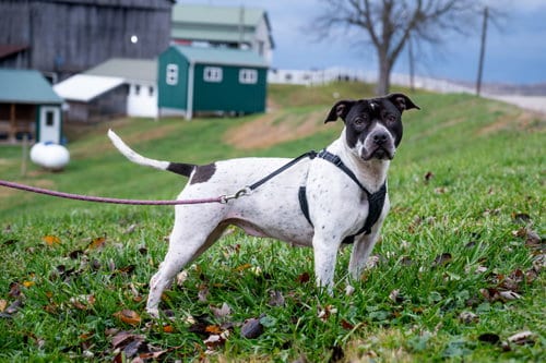 Photo of Estelle, adoptable Pit Bull Terrier in Sistersville, West Virginia