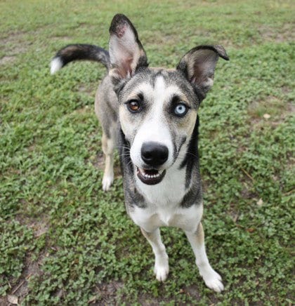 Photo of Cupcake, adoptable Siberian Husky in Inverness, Florida