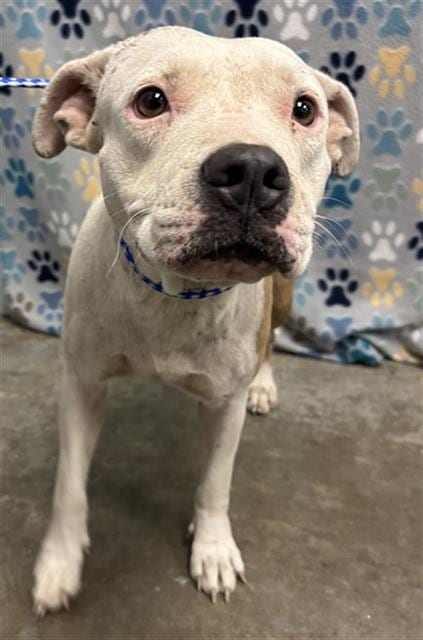 Photo of Dolly, adoptable American Bulldog in Rosenberg, Texas