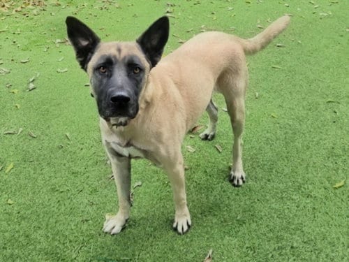Photo of Jesse, adoptable German Shepherd Dog in Van Nuys, California