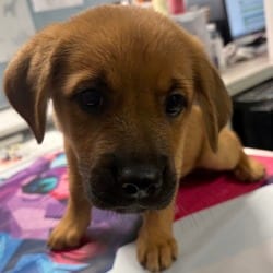 Photo of Leah, adoptable Golden Retriever in San Antonio, Texas