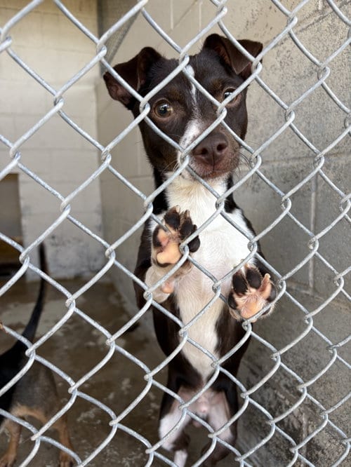 Photo of Tenold, adoptable Chihuahua in Seattle, Washington