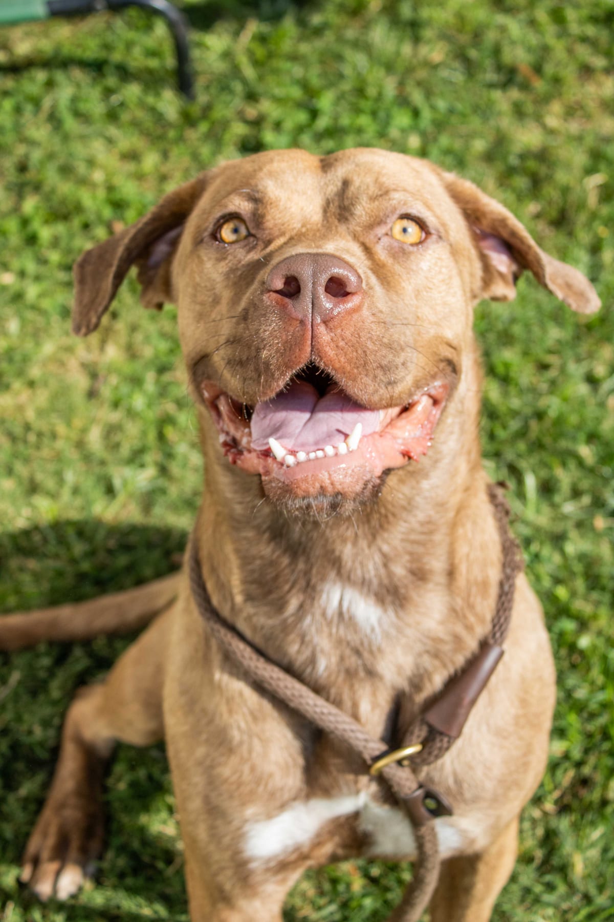 Photo of Gwinny- IN FOSTER, adoptable dog in Chamblee, Georgia