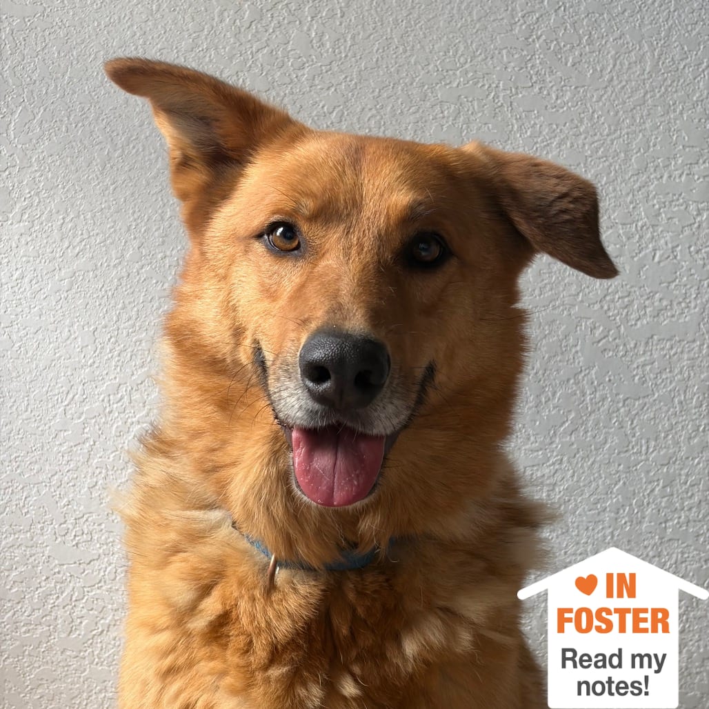 Photo of Nicolas Cage, adoptable Shepherd / Mix in Kanab, Utah