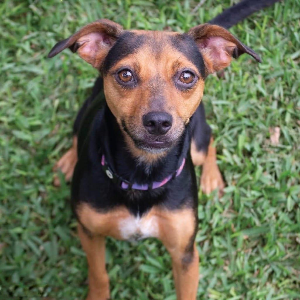 Photo of Penelope, adoptable Rat Terrier in Bloomfield, Connecticut