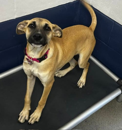 Photo of Roo 3m AVA 9/16, adoptable Labrador Retriever in Sterling, Massachusetts