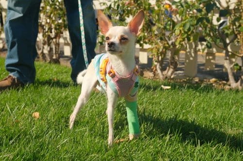 Photo of Little Girl, adoptable Chihuahua in San Jose, California