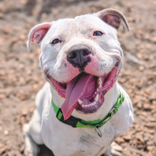 Photo of Huck, adoptable American Pit Bull Terrier in Oakland, California