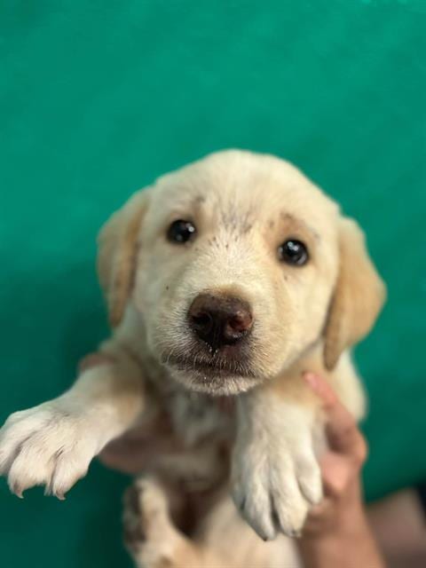 Photo of Tootsie Roll, adoptable Great Pyrenees in Visalia, California