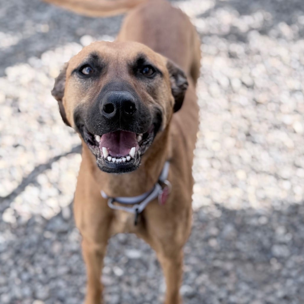 Photo of Reba, adoptable Mixed Breed (Large) in Medford, Oregon