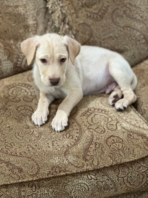 Photo of Moe, adoptable Labrador Retriever in Sedalia, Colorado