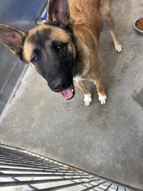Photo of Sam, adoptable German Shepherd Dog in Camarillo, California