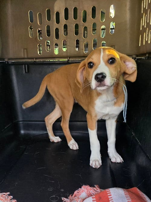 Photo of Horsing Around : Chant, adoptable Terrier in Aurora, Indiana