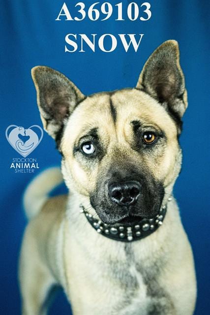 Photo of Snow, adoptable Akita in Stockton, California